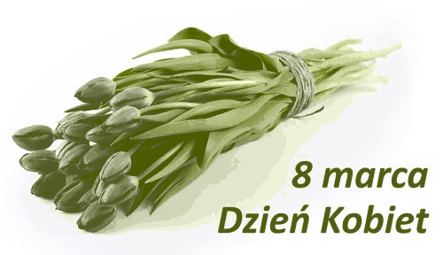 Fioletowe tulipany na dzień kobiet